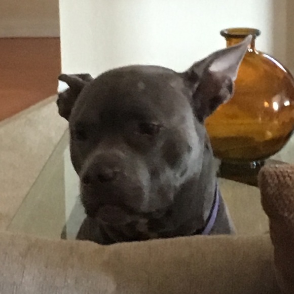 Meet your Posher, Terri - Picture 1 of 1